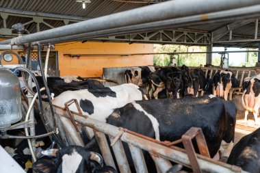 Süt inekleri süt alma sürecinde. tarım endüstrisi, çiftçilik ve hayvancılık kavramı - inek çiftliğinde saman yiyen inek sürüsü