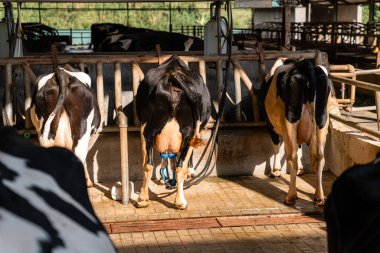 Süt inekleri süt alma sürecinde. tarım endüstrisi, çiftçilik ve hayvancılık kavramı - inek çiftliğinde saman yiyen inek sürüsü