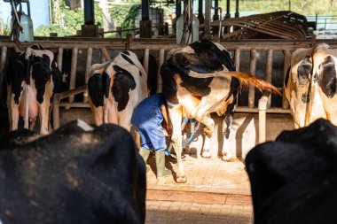 Süt inekleri süt alma sürecinde. tarım endüstrisi, çiftçilik ve hayvancılık kavramı - inek çiftliğinde saman yiyen inek sürüsü