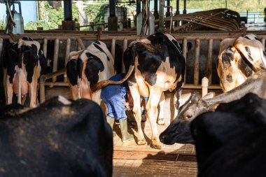 Süt inekleri süt alma sürecinde. tarım endüstrisi, çiftçilik ve hayvancılık kavramı - inek çiftliğinde saman yiyen inek sürüsü