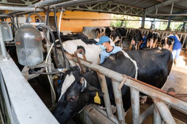 Süt inekleri süt alma sürecinde. tarım endüstrisi, çiftçilik ve hayvancılık kavramı - inek çiftliğinde saman yiyen inek sürüsü