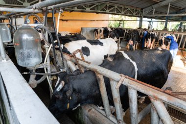 Süt inekleri süt alma sürecinde. tarım endüstrisi, çiftçilik ve hayvancılık kavramı - inek çiftliğinde saman yiyen inek sürüsü