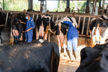 Süt inekleri süt alma sürecinde. tarım endüstrisi, çiftçilik ve hayvancılık kavramı - inek çiftliğinde saman yiyen inek sürüsü