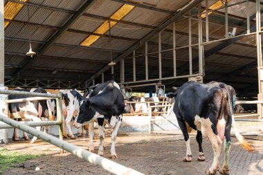 Süt inekleri süt alma sürecinde. tarım endüstrisi, çiftçilik ve hayvancılık kavramı - inek çiftliğinde saman yiyen inek sürüsü