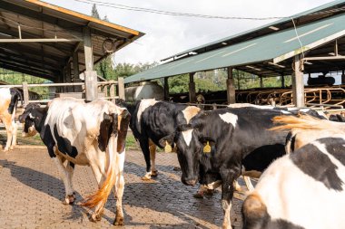 Süt inekleri süt alma sürecinde. tarım endüstrisi, çiftçilik ve hayvancılık kavramı - inek çiftliğinde saman yiyen inek sürüsü