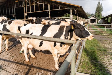 Süt inekleri süt alma sürecinde. tarım endüstrisi, çiftçilik ve hayvancılık kavramı - inek çiftliğinde saman yiyen inek sürüsü