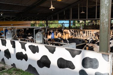 Süt inekleri süt alma sürecinde. tarım endüstrisi, çiftçilik ve hayvancılık kavramı - inek çiftliğinde saman yiyen inek sürüsü