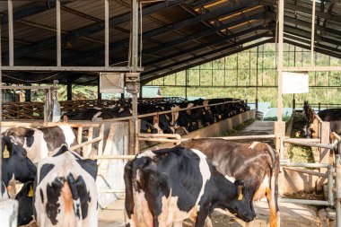 Süt inekleri süt alma sürecinde. tarım endüstrisi, çiftçilik ve hayvancılık kavramı - inek çiftliğinde saman yiyen inek sürüsü