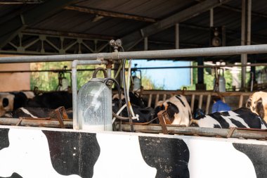 Süt inekleri süt alma sürecinde. tarım endüstrisi, çiftçilik ve hayvancılık kavramı - inek çiftliğinde saman yiyen inek sürüsü