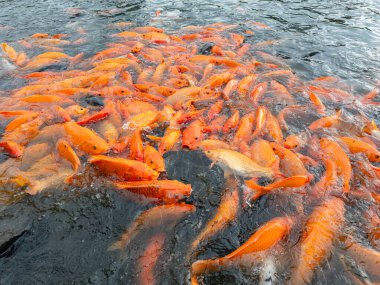Birçok sarı, beyaz ve siyah Japon balığı ve tilapia gölette yiyecek aramak için toplanır.