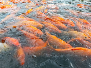 Birçok sarı, beyaz ve siyah Japon balığı ve tilapia gölette yiyecek aramak için toplanır.
