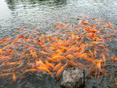Birçok sarı, beyaz ve siyah Japon balığı ve tilapia gölette yiyecek aramak için toplanır.