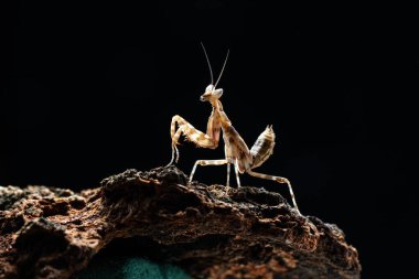 Güzel orkide peygamber devesi tahtaya yakın çekim