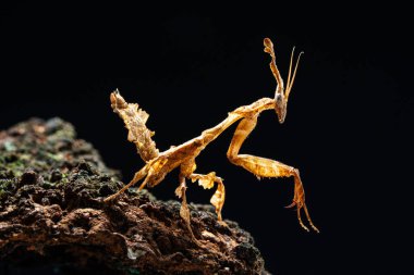 Güzel orkide peygamber devesi tahtaya yakın çekim