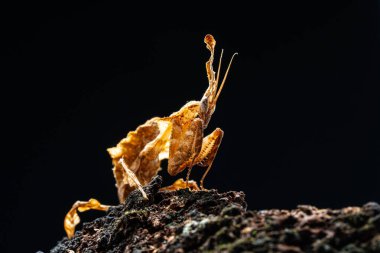 Güzel orkide peygamber devesi tahtaya yakın çekim