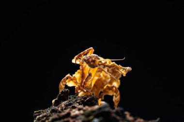 Güzel orkide peygamber devesi tahtaya yakın çekim