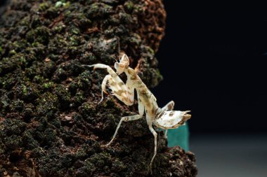 Güzel orkide peygamber devesi tahtaya yakın çekim