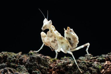 Güzel orkide peygamber devesi tahtaya yakın çekim