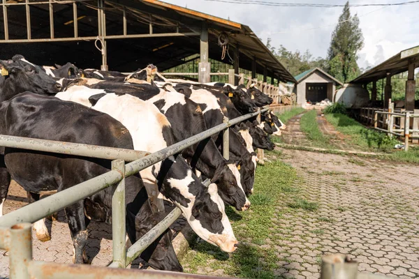 Süt inekleri süt alma sürecinde. tarım endüstrisi, çiftçilik ve hayvancılık kavramı - inek çiftliğinde saman yiyen inek sürüsü