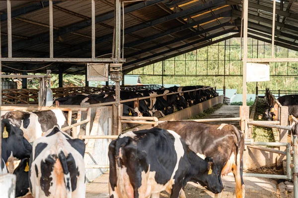 Süt inekleri süt alma sürecinde. tarım endüstrisi, çiftçilik ve hayvancılık kavramı - inek çiftliğinde saman yiyen inek sürüsü