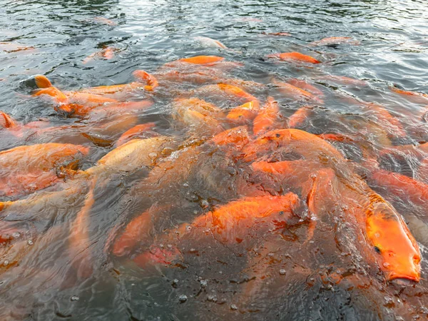 Birçok sarı, beyaz ve siyah Japon balığı ve tilapia gölette yiyecek aramak için toplanır.
