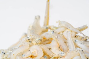 Beyaz Arkaplanda taze kurutulmuş ançüez. Çiğ tuzlanmış deniz balığı. Tuzlu su arısı balığı. Ikan asin teri medan.