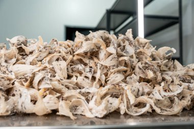 Çin tıbbı geleneği için çiğ yenebilir kuş yuvası malzemeleri. Yuvayı yut geleneksel Çin lezzeti.