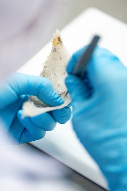 Çin tıbbı geleneği için çiğ yenebilir kuş yuvası malzemeleri. Yuvayı yut geleneksel Çin lezzeti.