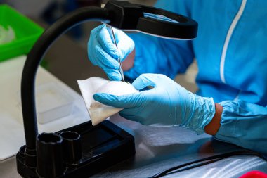 Çin tıbbı geleneği için çiğ yenebilir kuş yuvası malzemeleri. Yuvayı yut geleneksel Çin lezzeti.