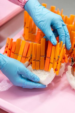 Çin tıbbı geleneği için çiğ yenebilir kuş yuvası malzemeleri. Yuvayı yut geleneksel Çin lezzeti.