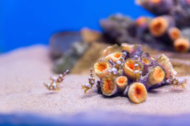 Akvaryum küçük karides