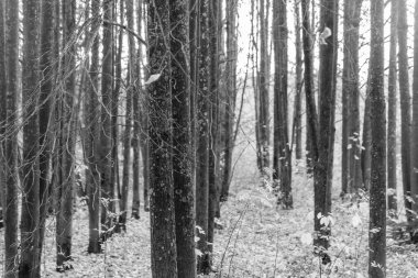 Siyah beyaz huş ağacı orman