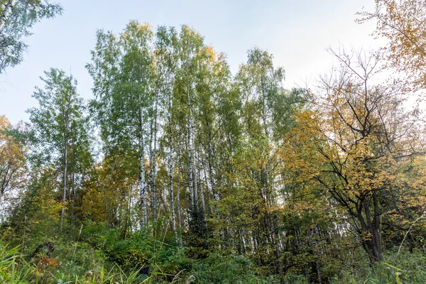 Красивий березовий гай під блакитним небом — стокове фото