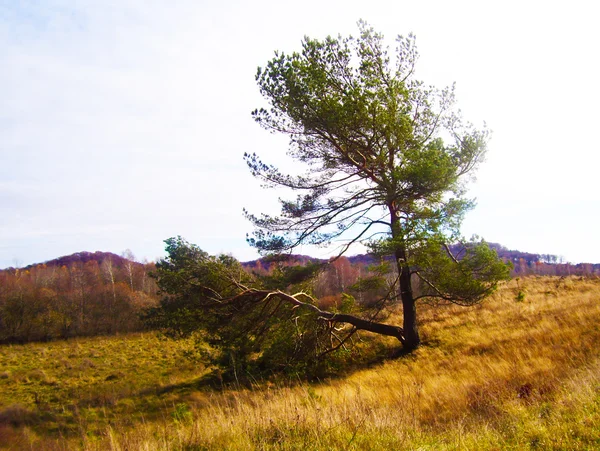 Landschaft mit einsamen Kiefern — Stockfoto