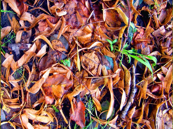 Textur Herbstblätter von Weiden und Birken. — Stockfoto