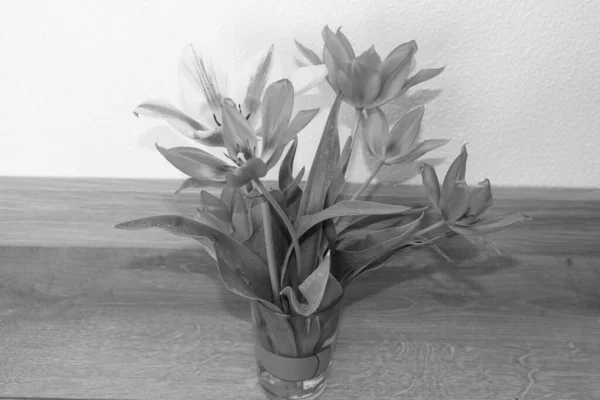 Lilies Black White Background — Stock Photo, Image