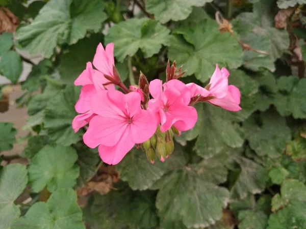 Рожева Квітка Герань Красивий — стокове фото