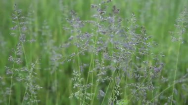 Rüzgarla savrulan yeşil çimenler