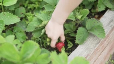 Çocuk eli çilekleri topluyor.