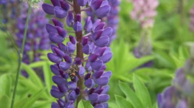 Bal arısı luptan polen toplar.