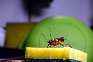 Mutfak lavabosunda kirli bulaşıklarla yıkanmış bir süngerin üzerinde yürüyen hamamböceği. Böcek kirliliği ve haşere konsepti