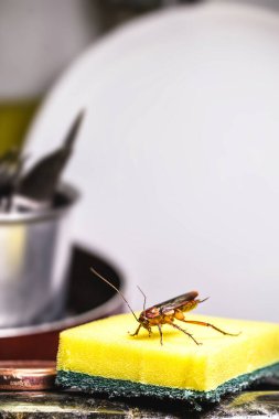 Mutfak lavabosunda kirli bulaşıklarla yıkanmış bir süngerin üzerinde yürüyen hamamböceği. Böcek kirliliği ve haşere konsepti