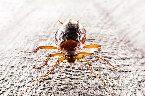 Catsaridafobia Miedo Las Cucarachas Gran Insecto Paisaje Nocturno Macrofotografía Concepto — Foto de Stock