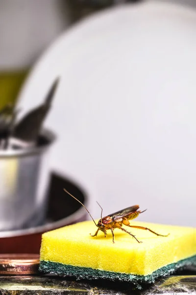 Cucaracha Caminando Sobre Una Esponja Lavado Fregadero Cocina Con Platos — Foto de Stock