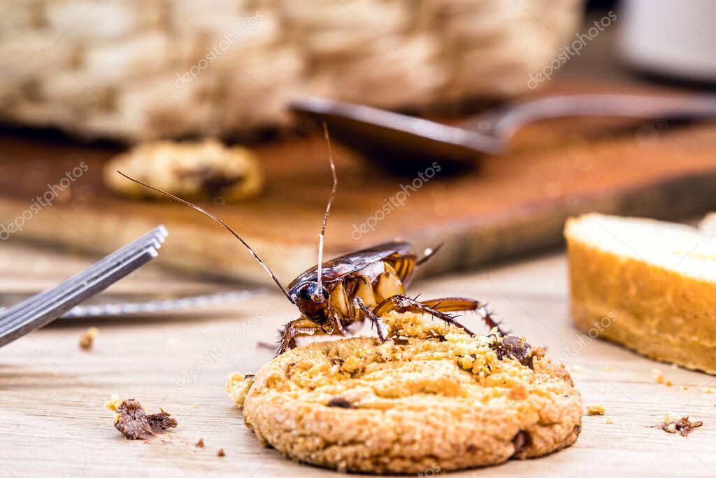 Ordinary American cockroach, walking on table with scraps of food, feeding on crumbs. Concept of lack of hygiene at home, need for pest control