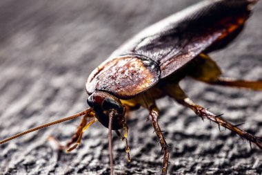 Amerikan hamamböceği, hamamböceği ve böcek korkusu. Amerikan Periplaneta. Catsaridaphobia konsepti