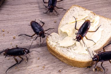 Masadaki yemek artıklarıyla beslenen birçok hamamböceği, Amerikan Periplaneta 'sı. Hamamböceği istilası konsepti