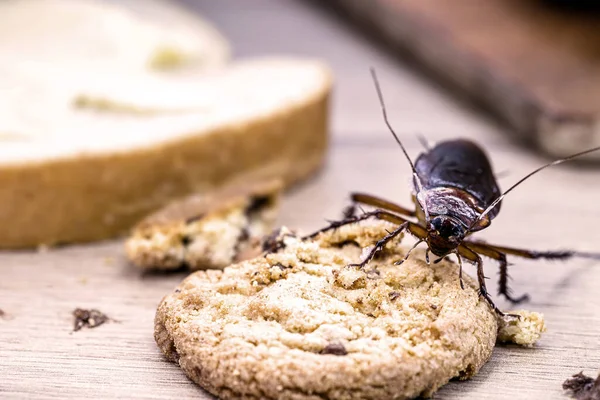 一般的なゴキブリ 赤と黒 テーブルの上の食品のスクラップ アメリカのペリプラネタに供給します 害虫や感染の概念 — ストック写真