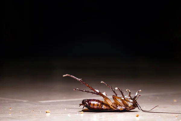 American Cockroach Dead Floor Dark Dirty Scenery Pest Control — Stock Photo, Image