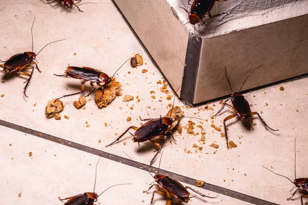 Infestação Baratas Dentro Casa Foto Noite Insetos Chão Comendo Restos — Fotografia de Stock